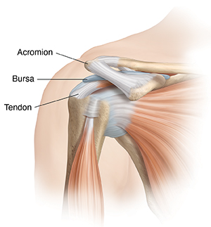 Front view of shoulder joint with muscles.