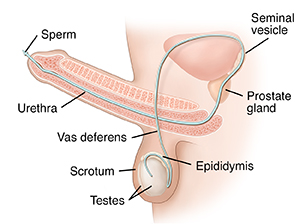 Side view of male reproductive system showing path of sperm.