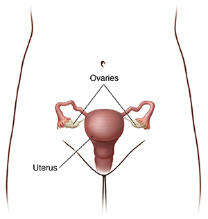 Front view of pelvis showing uterus and ovaries.