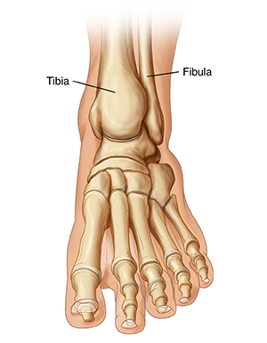 Front view of foot and ankle bones.