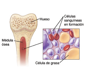 Corte transversal de un hueso donde puede verse la médula ósea y un recuadro con los componentes de la sangre en la médula ósea.