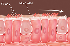 Células con cilios y mucosidad arriba. Una flecha indica que se barre la mucosidad.