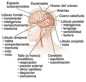 Vista lateral de una cabeza en cuyo interior puede verse el cerebro.